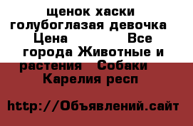 щенок хаски  голубоглазая девочка › Цена ­ 12 000 - Все города Животные и растения » Собаки   . Карелия респ.